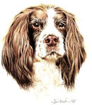 "Becky" Springer Spaniel